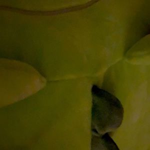 Meet your Posher, Emme